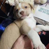 Thumbnail photo of Beverly AL #2