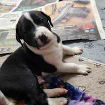 Thumbnail photo of Riker AL #2