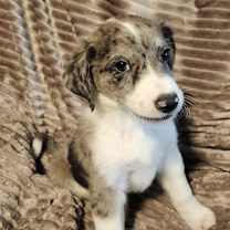 Thumbnail photo of Picard AL #3