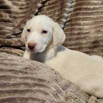 Thumbnail photo of Data AL #3