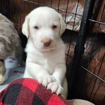 Thumbnail photo of Data AL #2