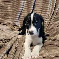 Thumbnail photo of Riker AL #3