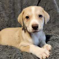 Thumbnail photo of Beverly AL #3