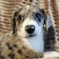 Thumbnail photo of Picard AL #4