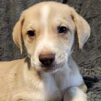 Thumbnail photo of Beverly AL #4