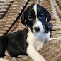 Thumbnail photo of Riker AL #4