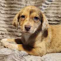 Thumbnail photo of Troi AL #1