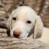 Thumbnail photo of Data AL #1