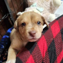 Thumbnail photo of Troi AL #2