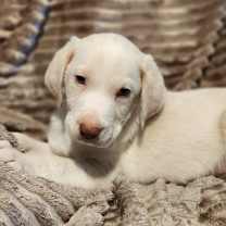 Thumbnail photo of Data AL #4