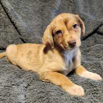 Thumbnail photo of Troi AL #3