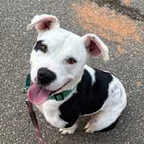 Thumbnail photo of Dallas #1