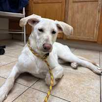 Thumbnail photo of Baja Blast #2