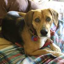 Thumbnail photo of Cheesecake #2