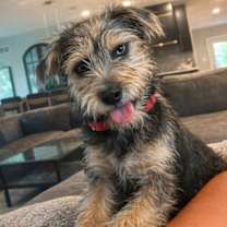 Thumbnail photo of Piper #1