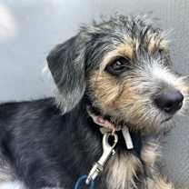 Thumbnail photo of Piper #2