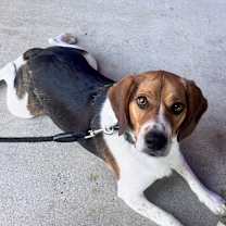 Thumbnail photo of Bagel #1