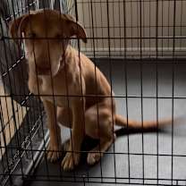 Thumbnail photo of Duke #1