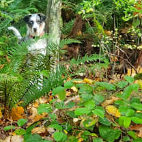 Thumbnail photo of Lola #4