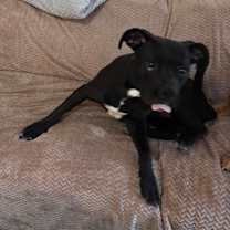 Thumbnail photo of Dex #4