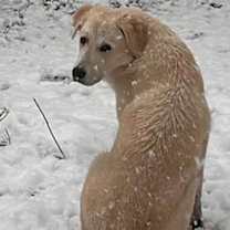 Thumbnail photo of Riley #3