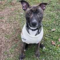 Thumbnail photo of Thanksgiving 2025: Yamtastic #4