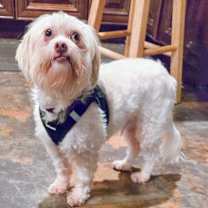 Thumbnail photo of Chopstick #3