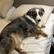 Thumbnail photo of Prairie Rose #2