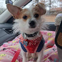 Thumbnail photo of Joey #1