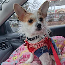 Thumbnail photo of Joey #3