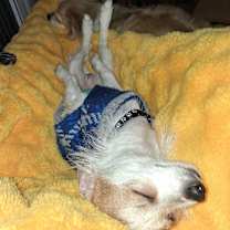 Thumbnail photo of Joey #4