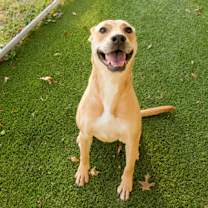 Thumbnail photo of Goldie- rescue only #1