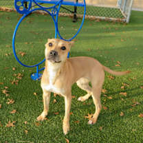 Thumbnail photo of Goldie- rescue only #2