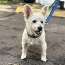 Thumbnail photo of Quing #2