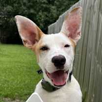 Thumbnail photo of Rosey #3