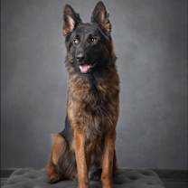 Thumbnail photo of Bosch #4