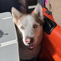 Thumbnail photo of Huck #3