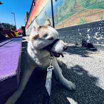 Thumbnail photo of Huck #4