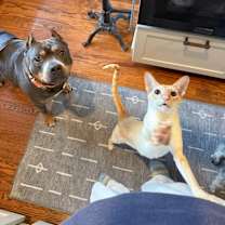 Thumbnail photo of Louis-loves dogs, cats & peopl #3