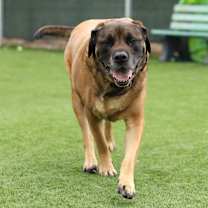 Thumbnail photo of Caesar #1