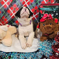 Thumbnail photo of Light Purple Collar #3