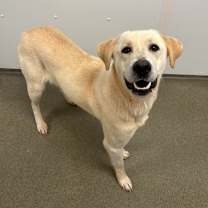 Thumbnail photo of Scuba #2