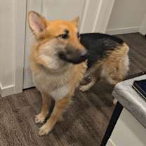 Thumbnail photo of Charlie #2