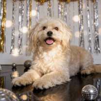 Thumbnail photo of Marley #1