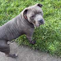 Thumbnail photo of Ace #1