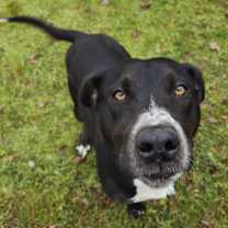 Thumbnail photo of Dotty #1