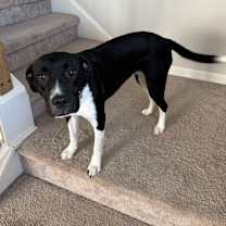 Thumbnail photo of Sammie #2