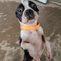 Thumbnail photo of Bullet #1