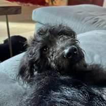 Thumbnail photo of Pluto #3