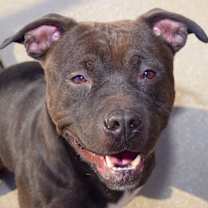 Thumbnail photo of Rigatoni #1